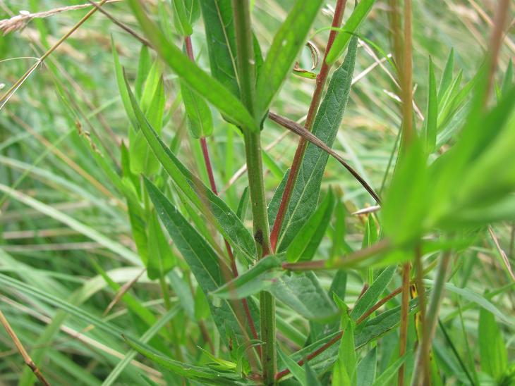 Lythrum salicaria